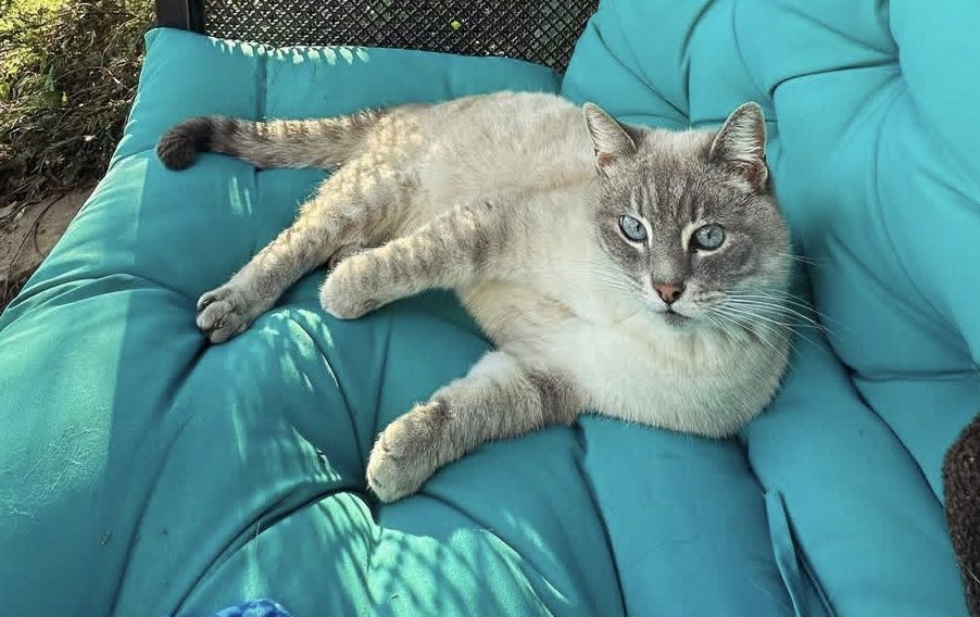 Miss Turkey, a cream and gray lynx-point cat with blue eyes, sprawled across the teal patio couch in the backyard